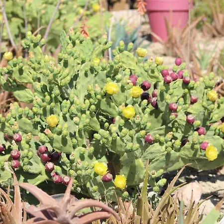 Chez Laura Et Benjamin ! Maison à La Climatisée Frontignan